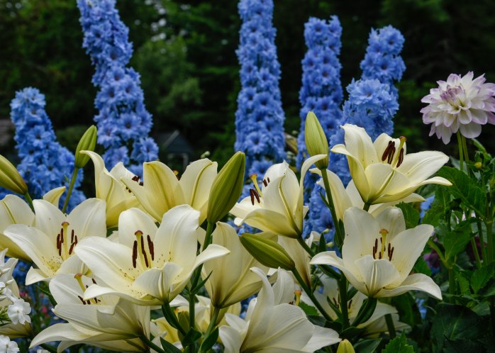 Lilies and Delphinium (1 of 1)