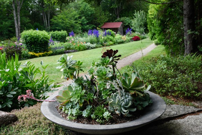 View of perennial border (1 of 1)