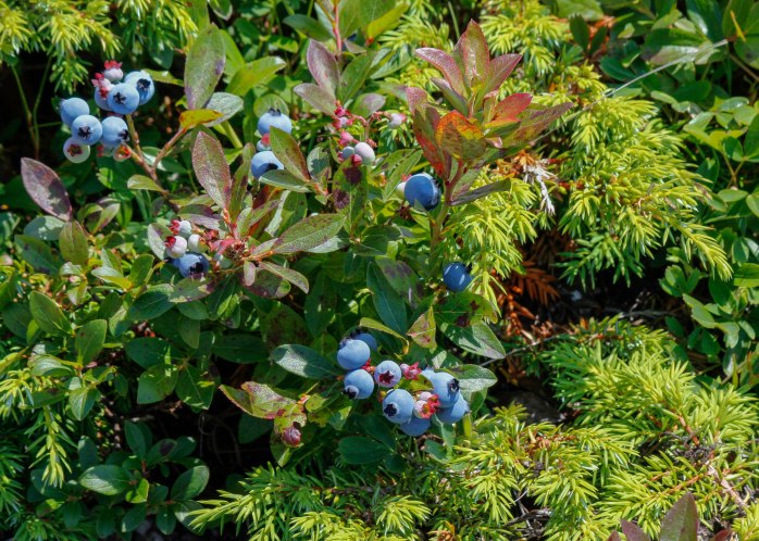 Blueberry diversion (1 of 1)