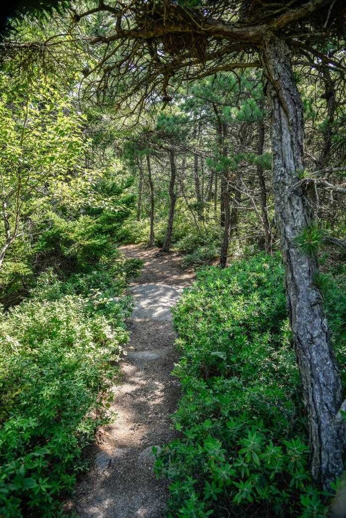 Champlain shade (1 of 1)