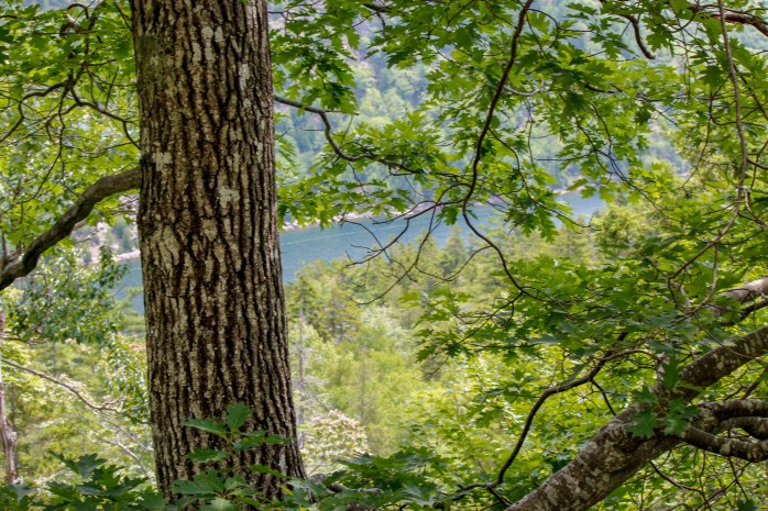East Cliff Trail view to Jordan Pond (1 of 1)