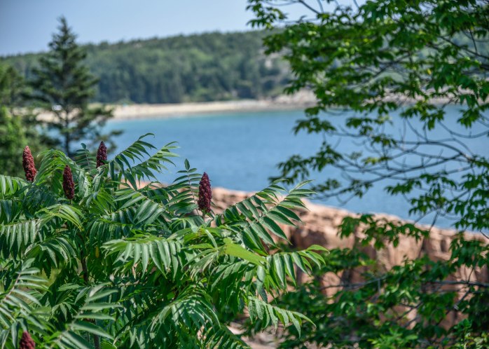 Ocean Path sumac (1 of 1)