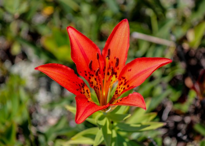 Sargent summit wood lily (1 of 1)