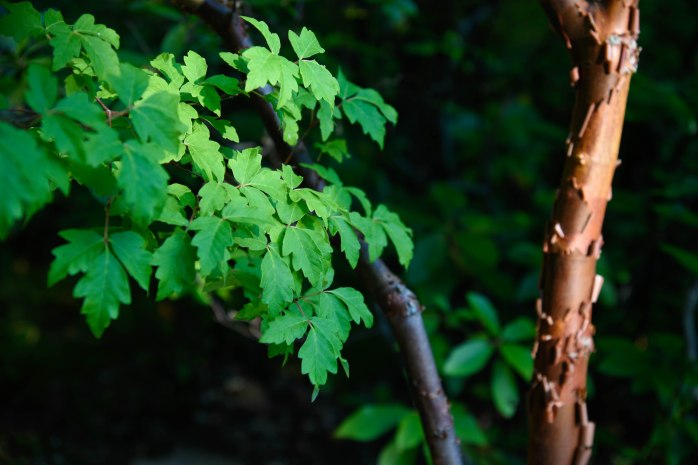 Acer griseum (1 of 1)