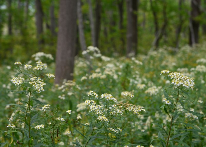Flat-topped Aster (1 of 1)