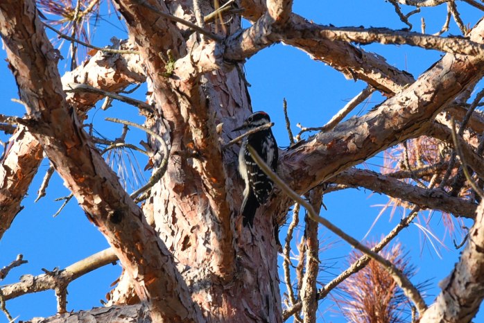 Hairy Woodpecker Witch Hole Pond area (1 of 1)