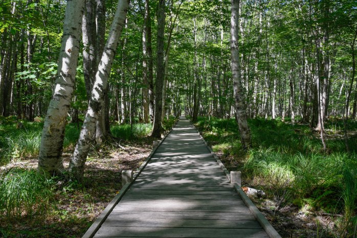 Jesup Path original (1 of 1)