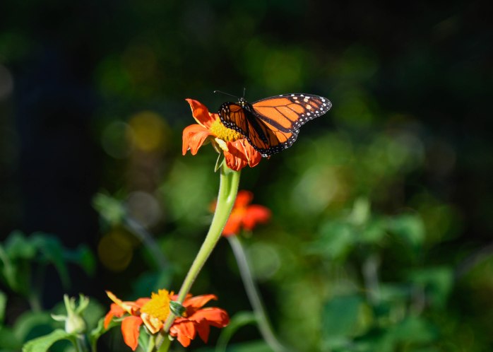 Monarch feeding Day 14 (1 of 1)
