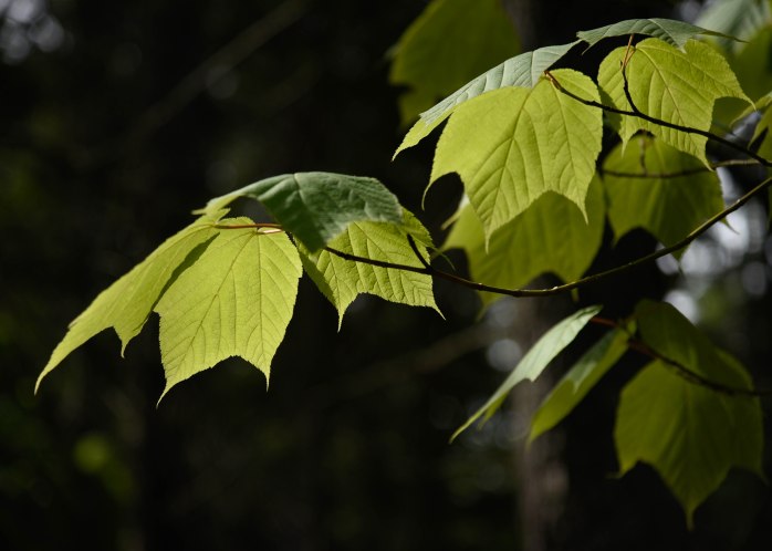 Moosewood leaves (1 of 1).jpg