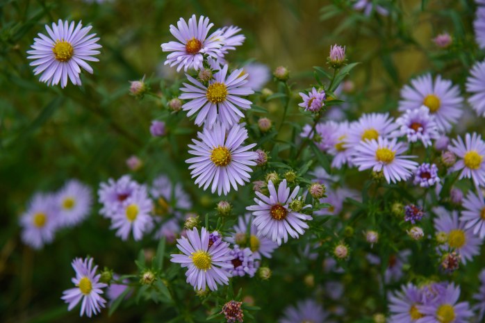 New York Asters (1 of 1)