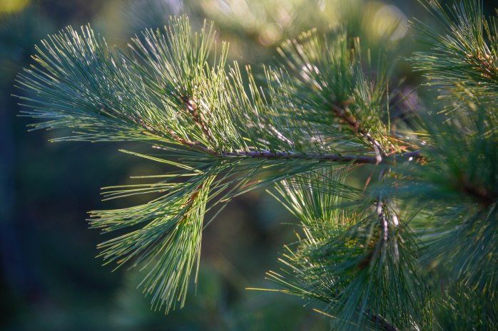 Pine Needles catching the light (1 of 1)