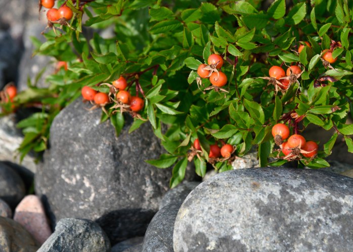 Rose Hips on Hunter Cove Beach (1 of 1)