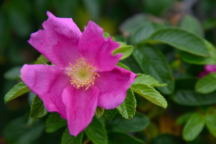 Rugosa Rose near Wonderland (1 of 1)