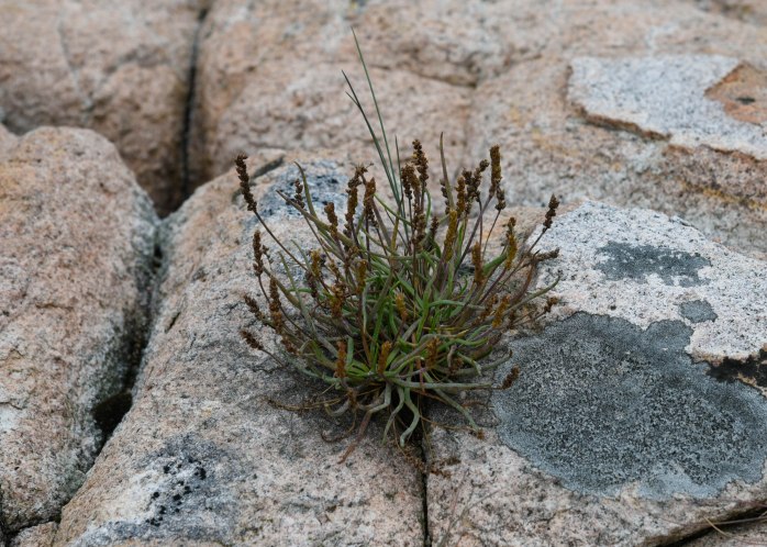 Seaside Plantain (1 of 1)