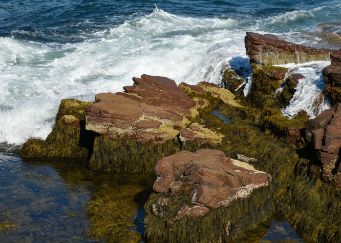 The Rocks near Otter Cliff (1 of 1)