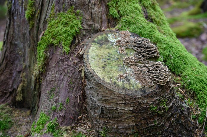 Tree Stump Day 21 (1 of 1)
