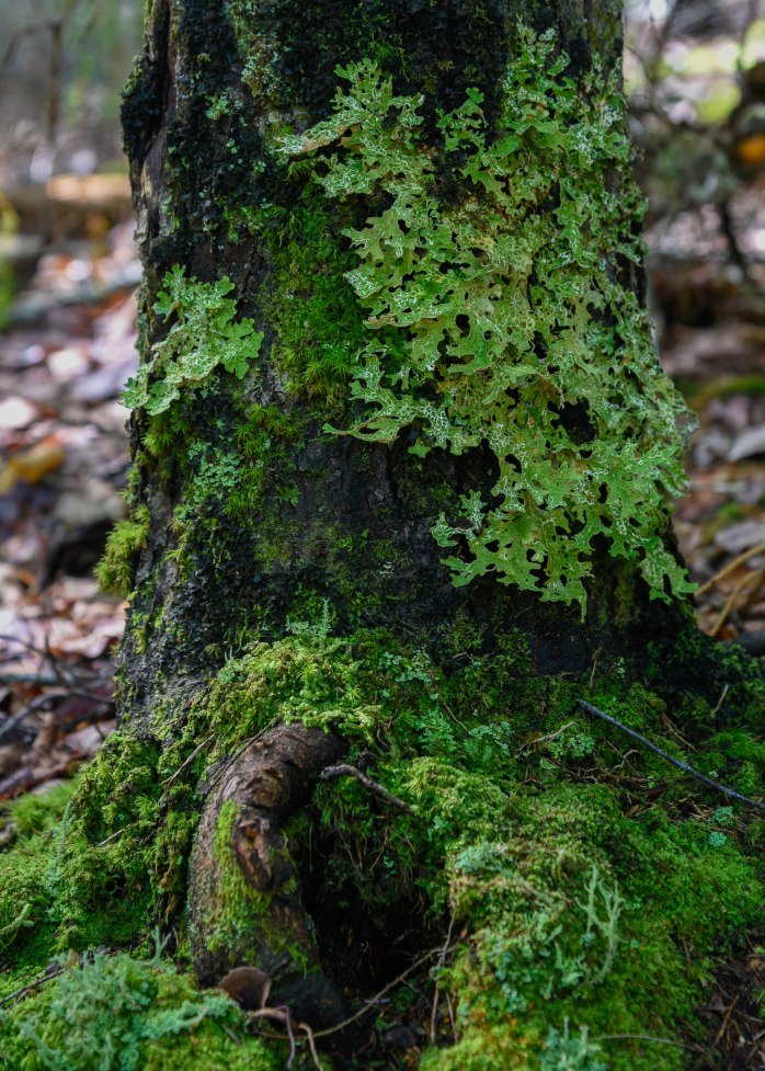 Tree with moss and lichen Day 13
