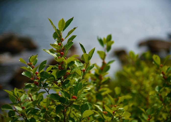 Winterberry along Bubble Pond (1 of 1)