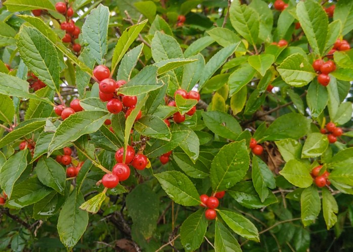 winterberry holly (1 of 1)