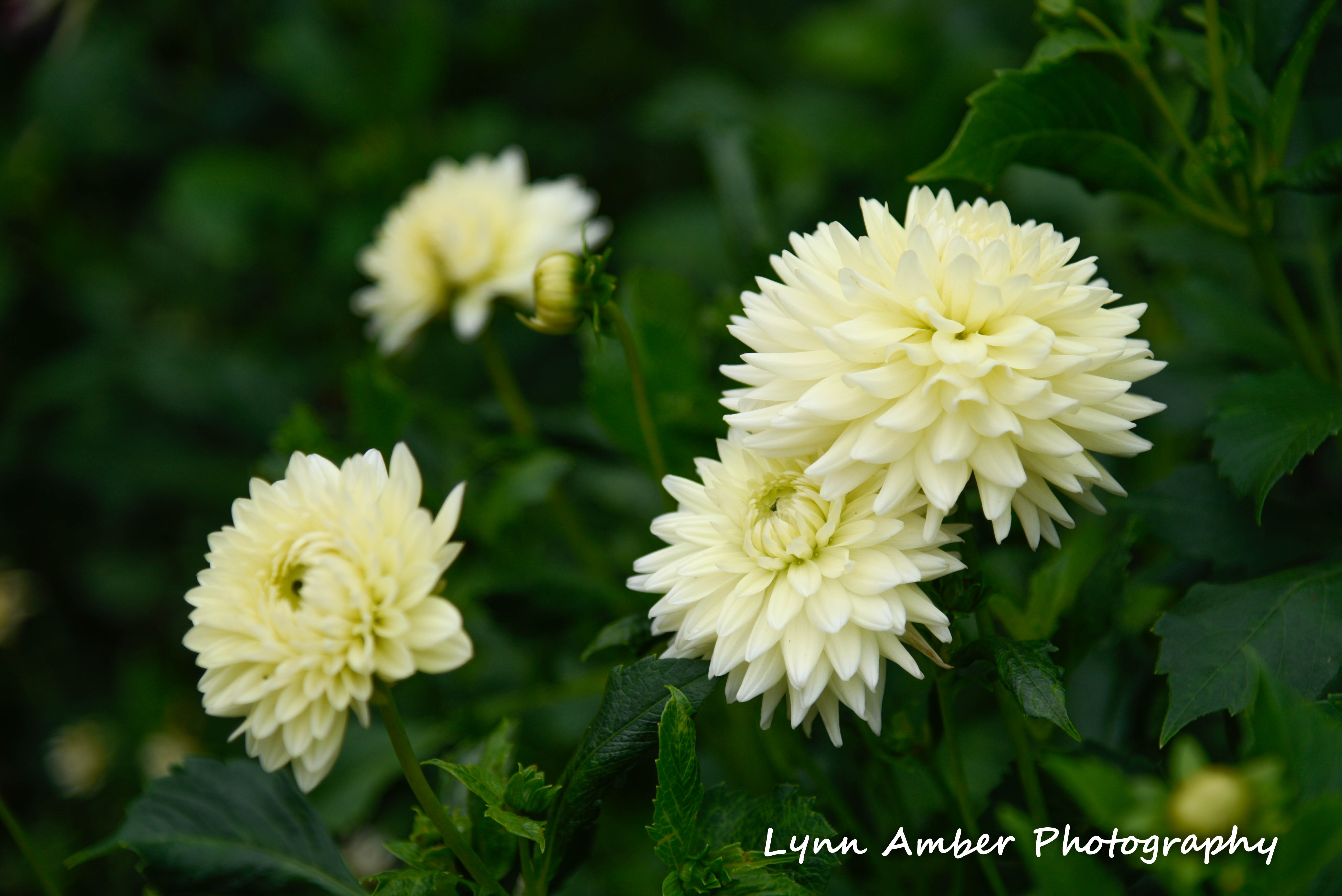 abby aldrich rockefeller garden mdi 2018 (3) (1 of 1)