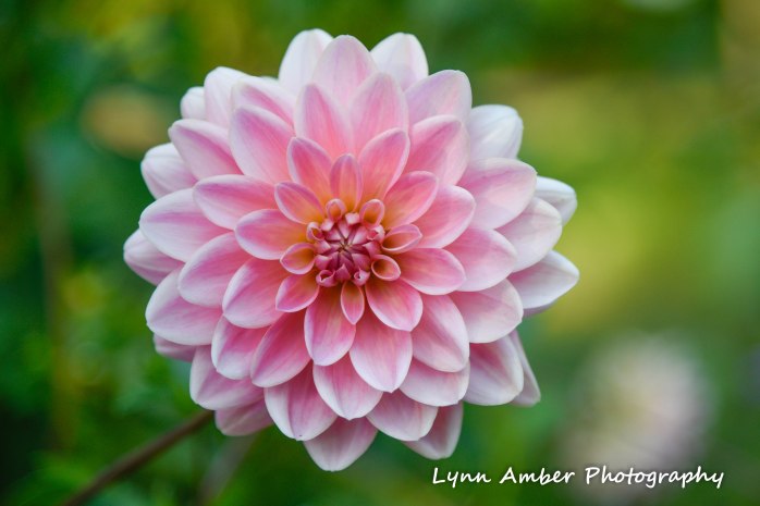 dahlia thuya garden 2018 (1 of 1)