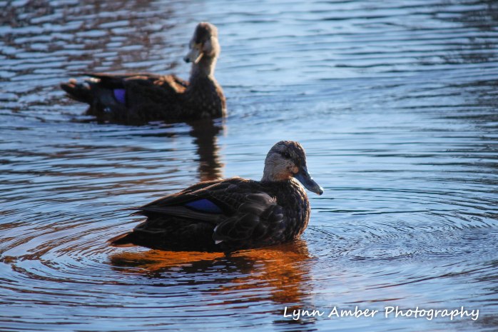 ducks on little long pond (1 of 1)