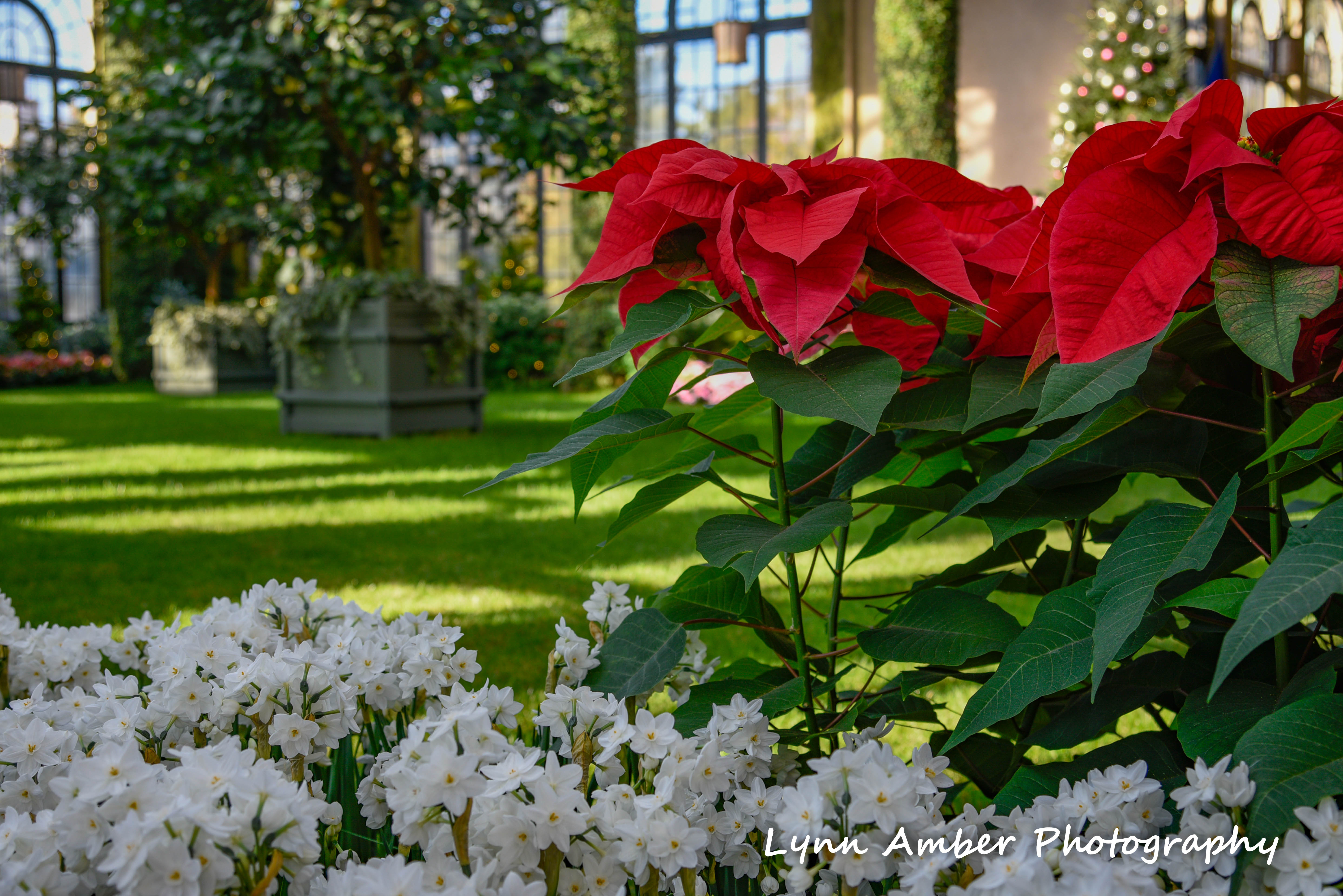 longwood gardens december 2018 (7) (1 of 1)