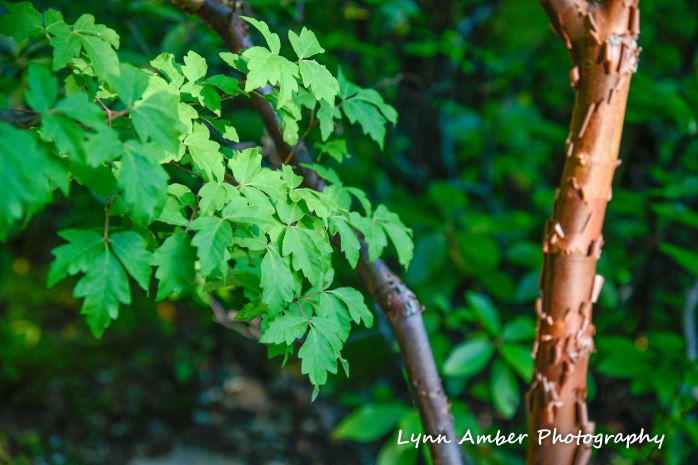 paperbark maple thuya garden 2018 (1 of 1)