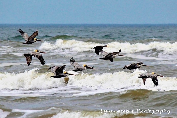 pelicans at padre island national seashore (1 of 1)