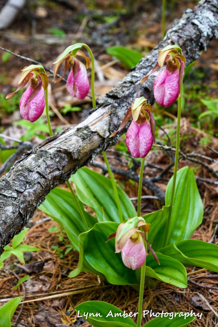 pink ladyslipper acacia np 2018 (1 of 1)