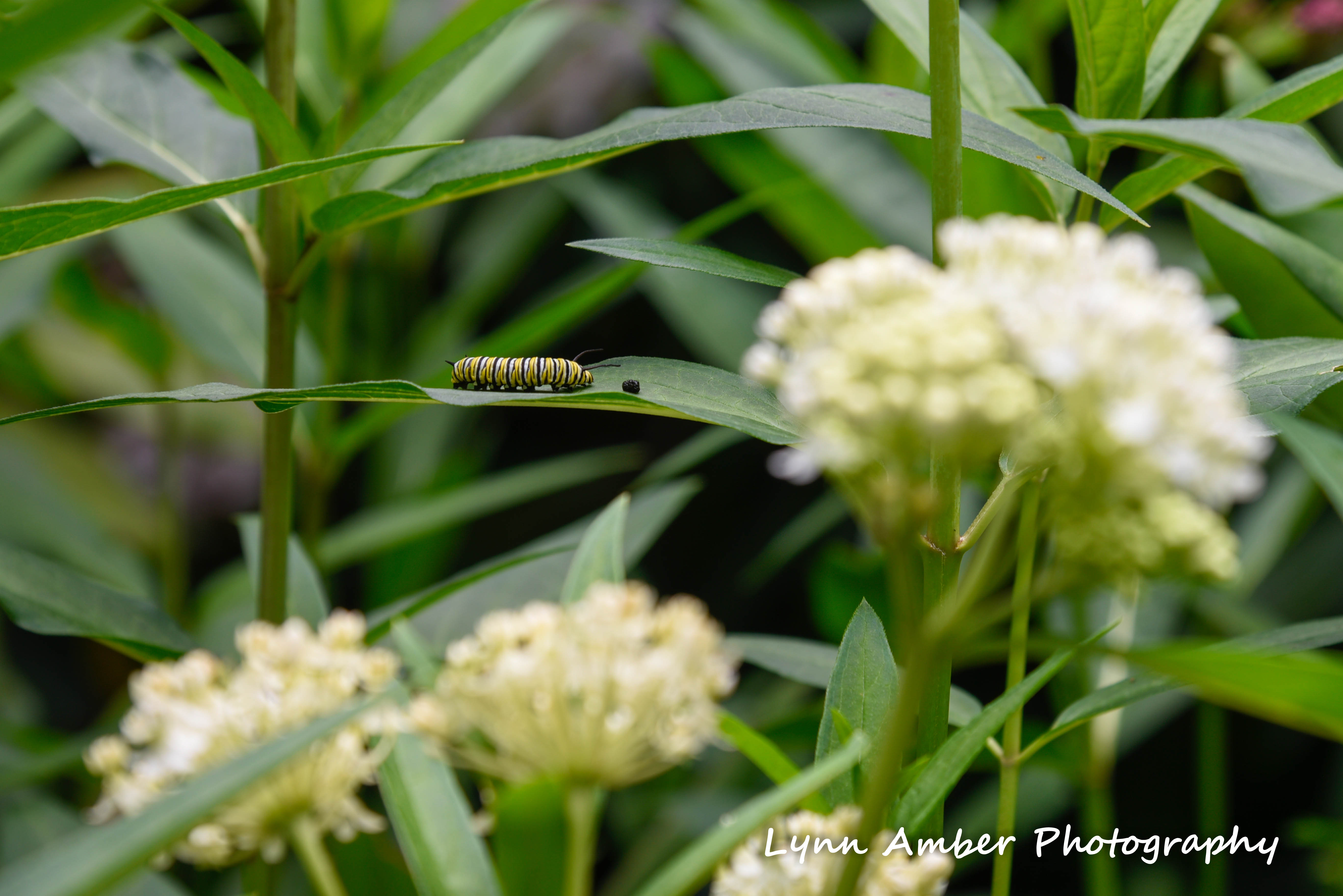 thuya garden mdi 2018 (2) (1 of 1)