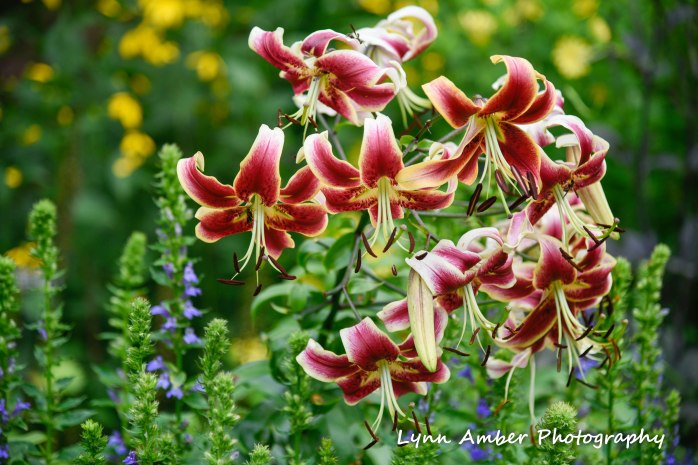 turk's cap lily abby aldrich rockefeller garden 2018 (1 of 1)