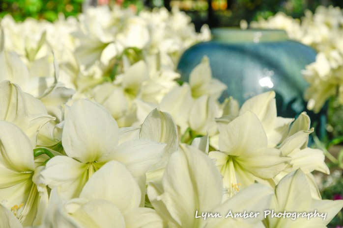 Lilies in Conservatory 2018 (1 of 1)