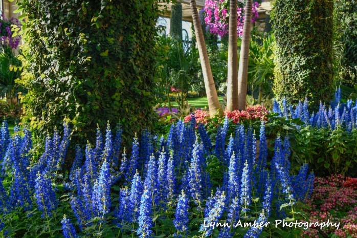 Main Conservatory 2019 (1 of 1)