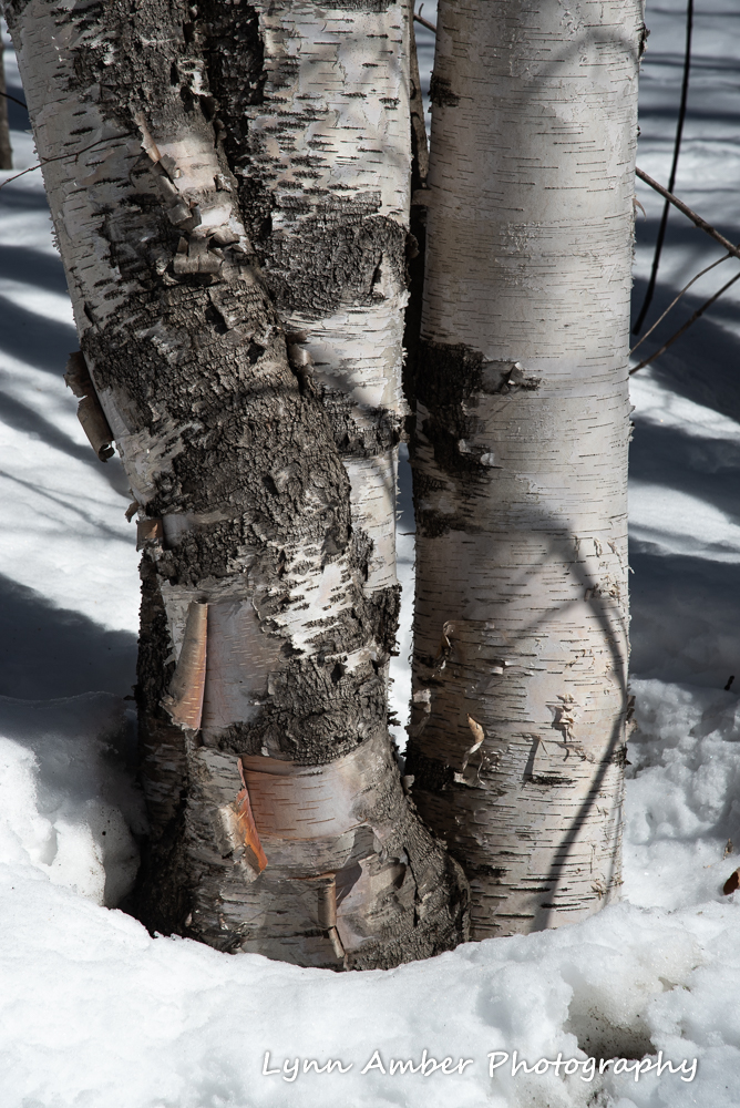 Dirt Road Walks (1 of 3)