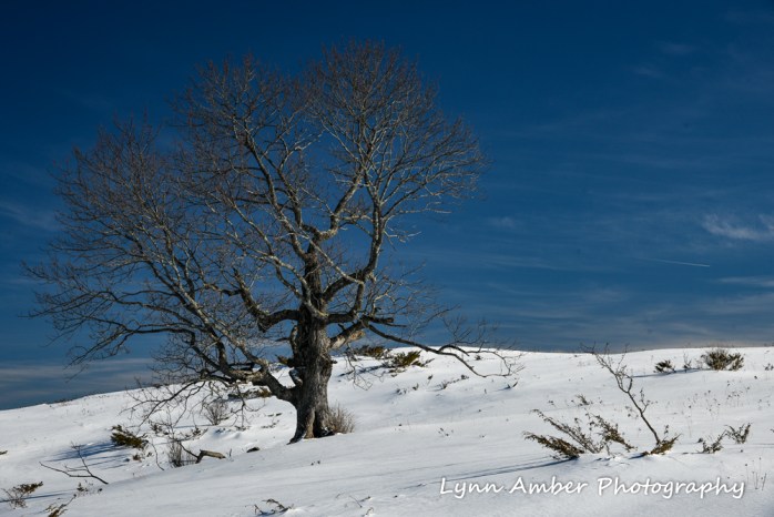 Dirt Road Walks 2 (2 of 3)
