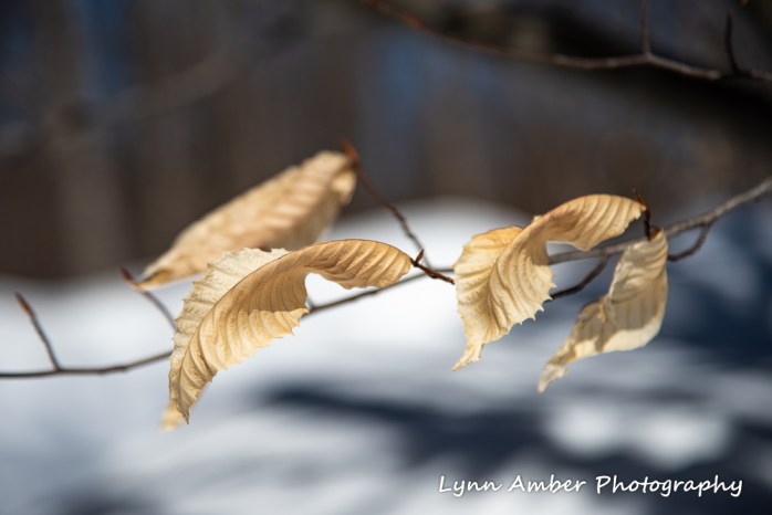 Dirt Road Walks (2 of 3)