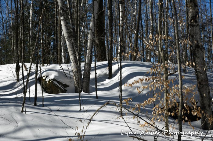 Hook Road Walk (5) 2.28.19 (1 of 1)