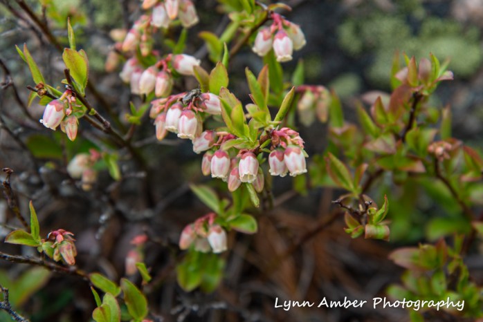 Blueberries Day Mt (1 of 1)