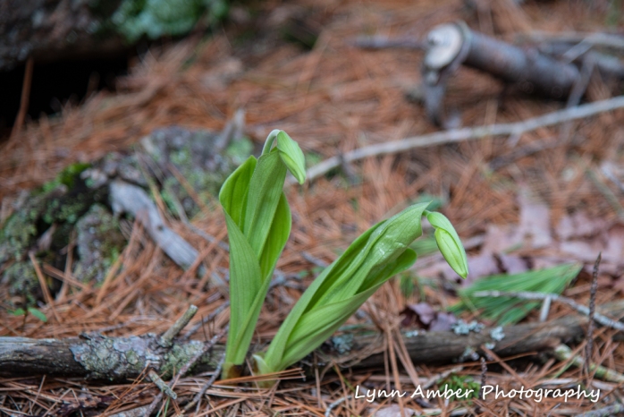Emerging pink ladyslippers (1 of 1)