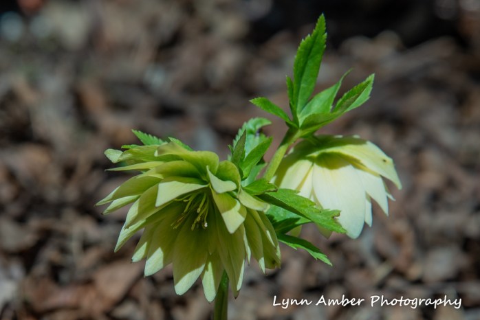 Helleborus (1 of 1)