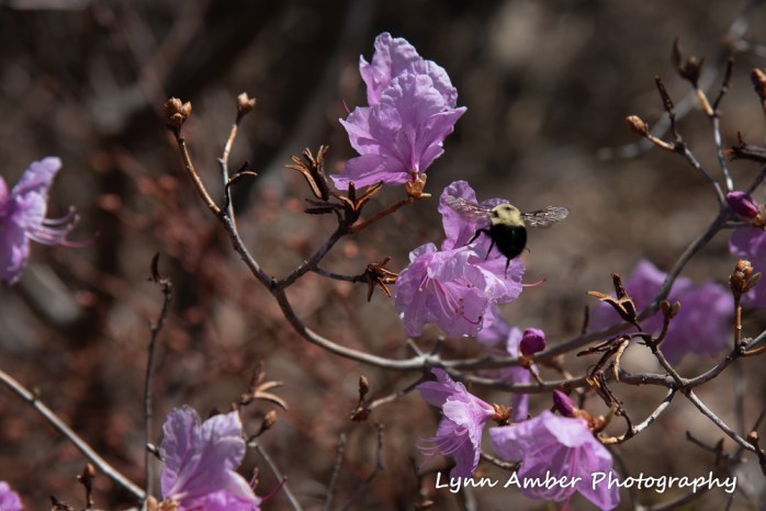 Korean Rhodendron 'April Snow' (1 of 1)