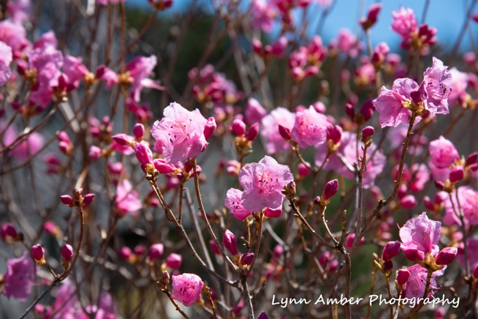 Korean Rhododendron (1 of 1)