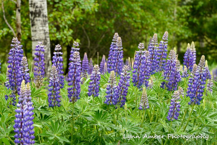 Lupines (1 of 1)