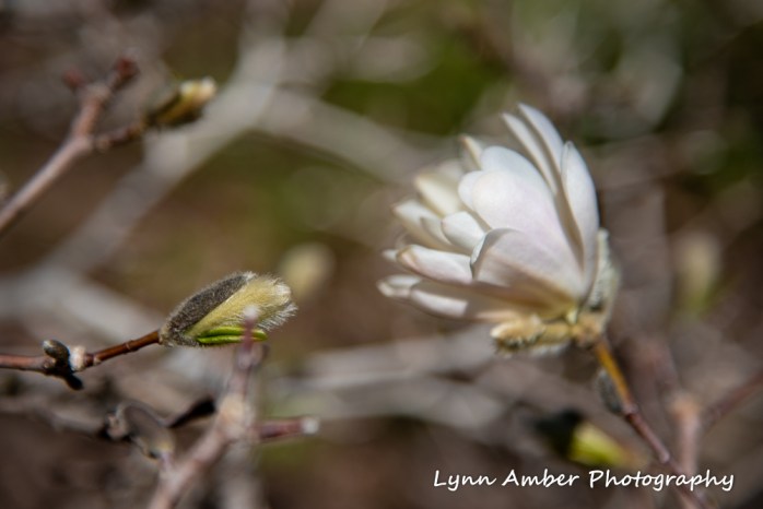 Magnolia stellata