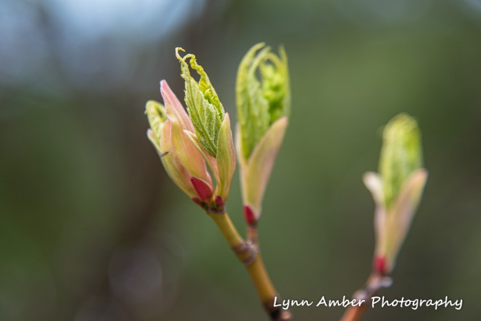 Moosewood Mape 2 (1 of 1)