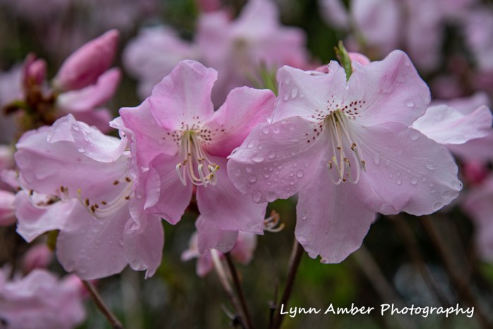 Royal Azalea (1 of 1)