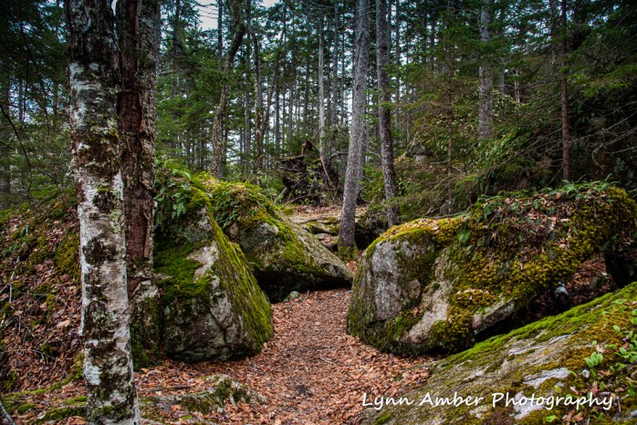 Valley Trail Beech Mountain (1 of 1)