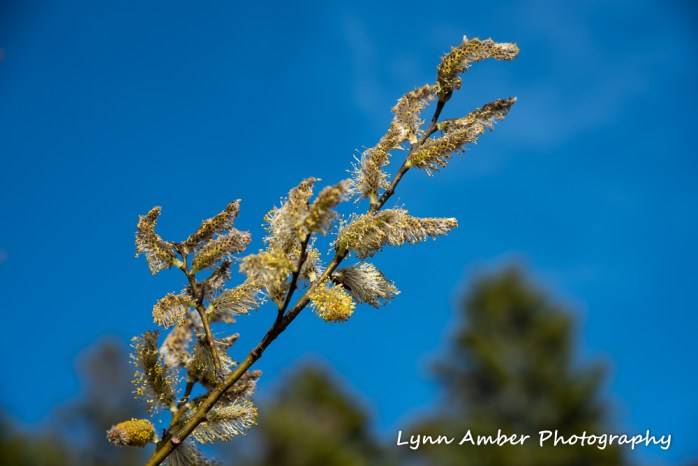 Willow at Little Long Pond (1 of 1)