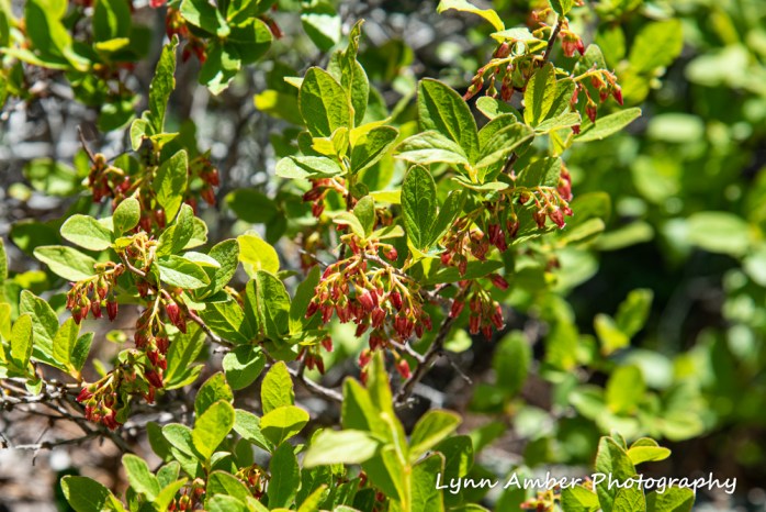 Huckleberry (1 of 1)